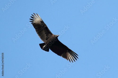Black Vulture In Flight