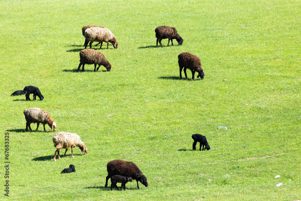 sheep in the pasture on the nature