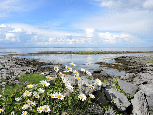 Marguerittes de mer photo