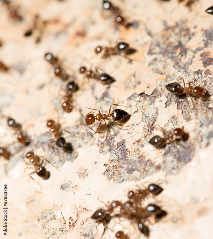 ants on the wall. macro ants on the wall. macro