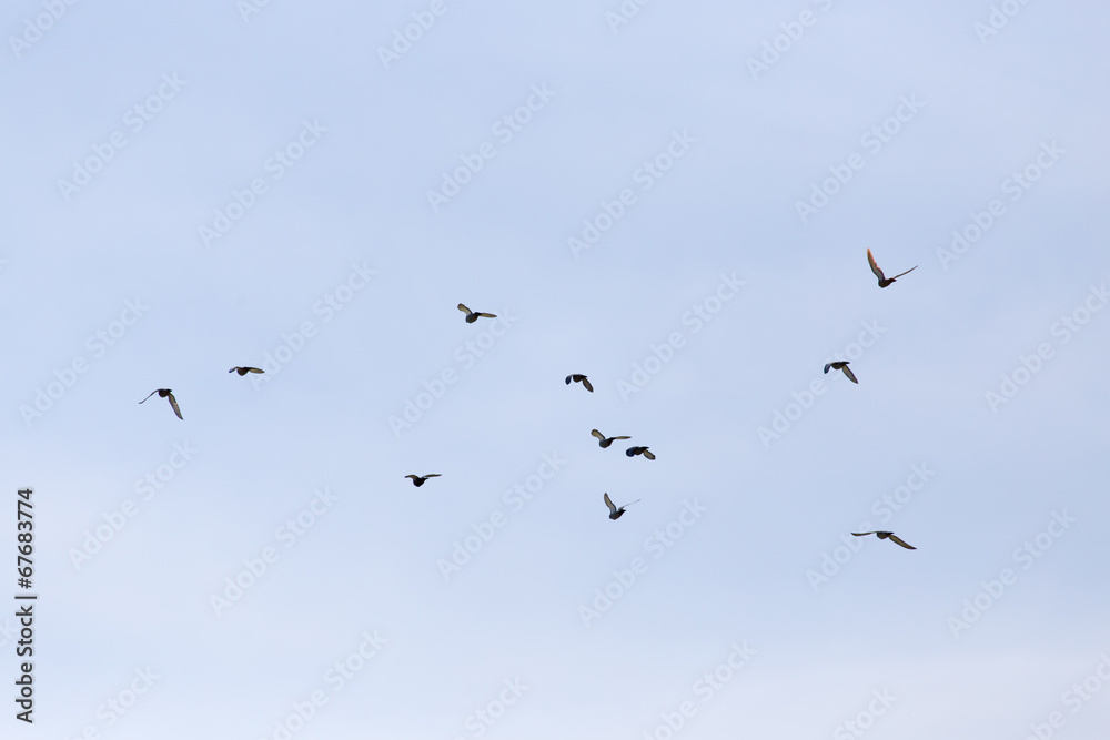 a flock of pigeons in the sky