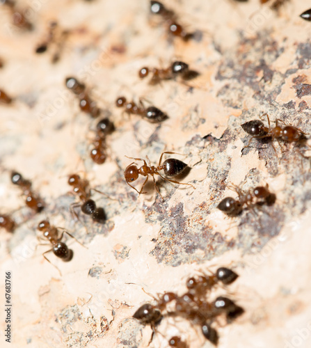 ants on the wall. macro © schankz