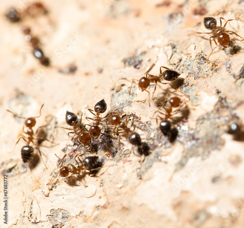 ants on the wall. macro © schankz