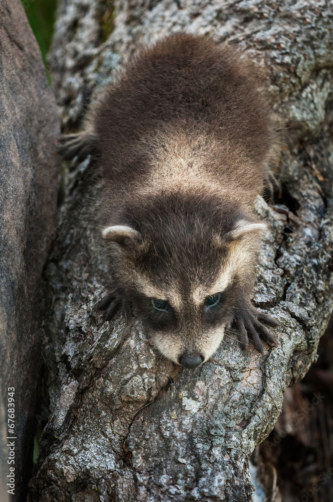 Baby Raccoon (Procyon lotor) Climbs Down Log