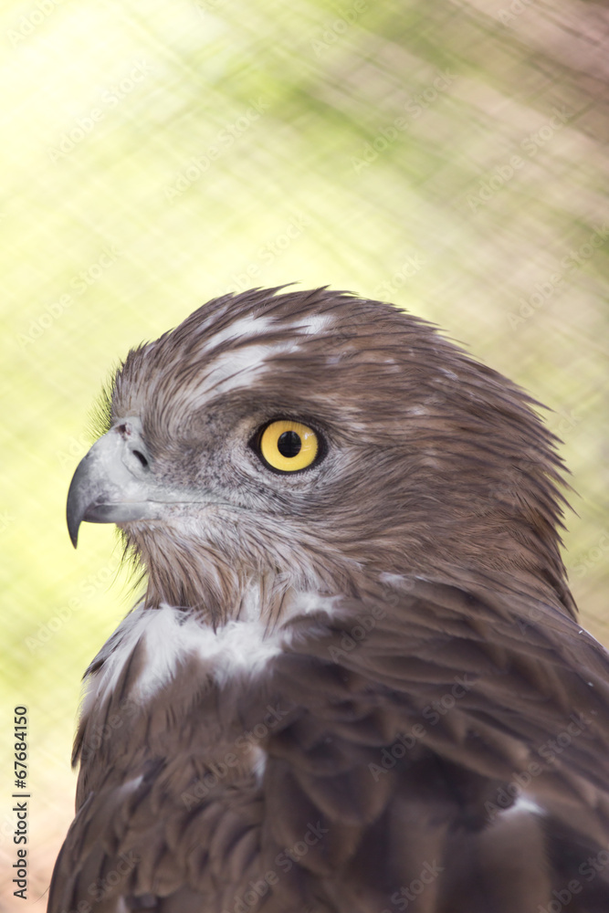 Obraz premium bird hawk nature
