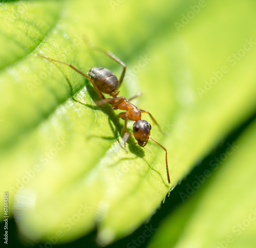 ant in nature. macro © schankz