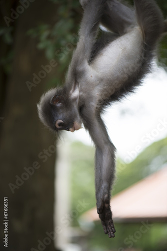 Dusky leaf monkey, Trachypithecus obscurus.