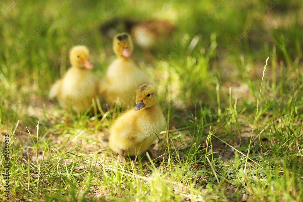 Little cute ducklings on green grass, outdoors