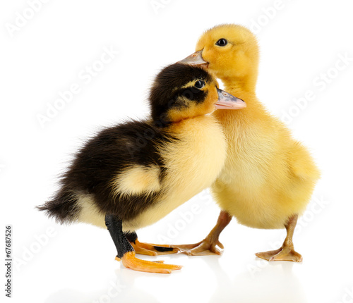 Little cute ducklings isolated on white