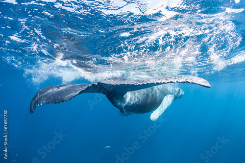 Whale Tail Underwater photo