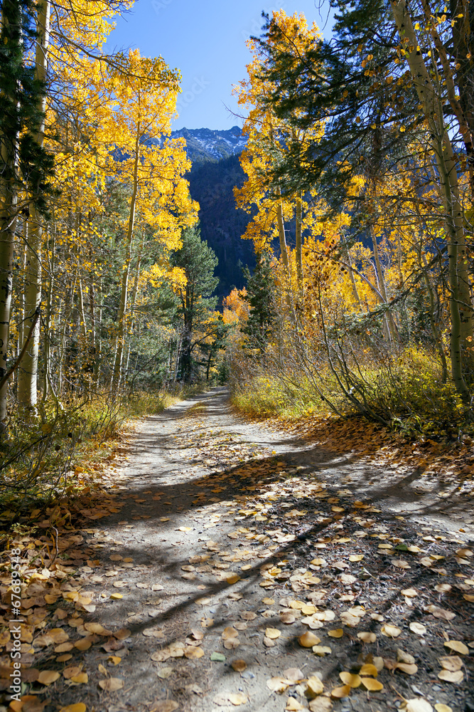 Obraz premium Aspen Trees in Autumn