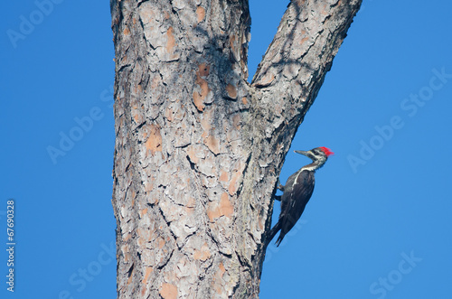 Pileated Woodpecker on a large tree