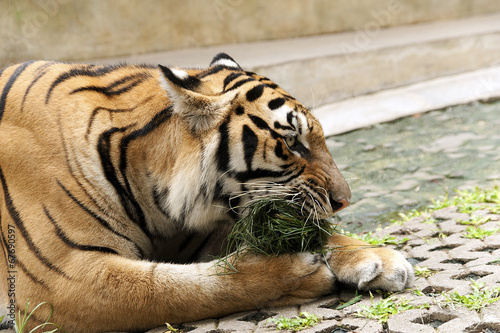 Tiger chewing grass
