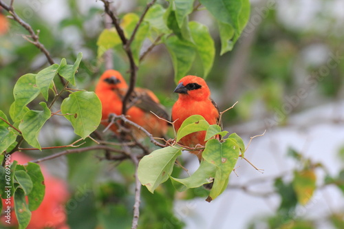 Cardinal photo