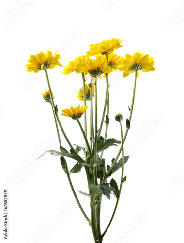 Yellow chrysanthemum flower with leaf