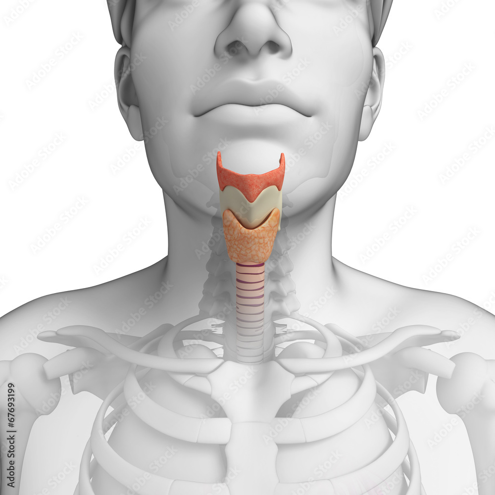 anatomy of the male throat