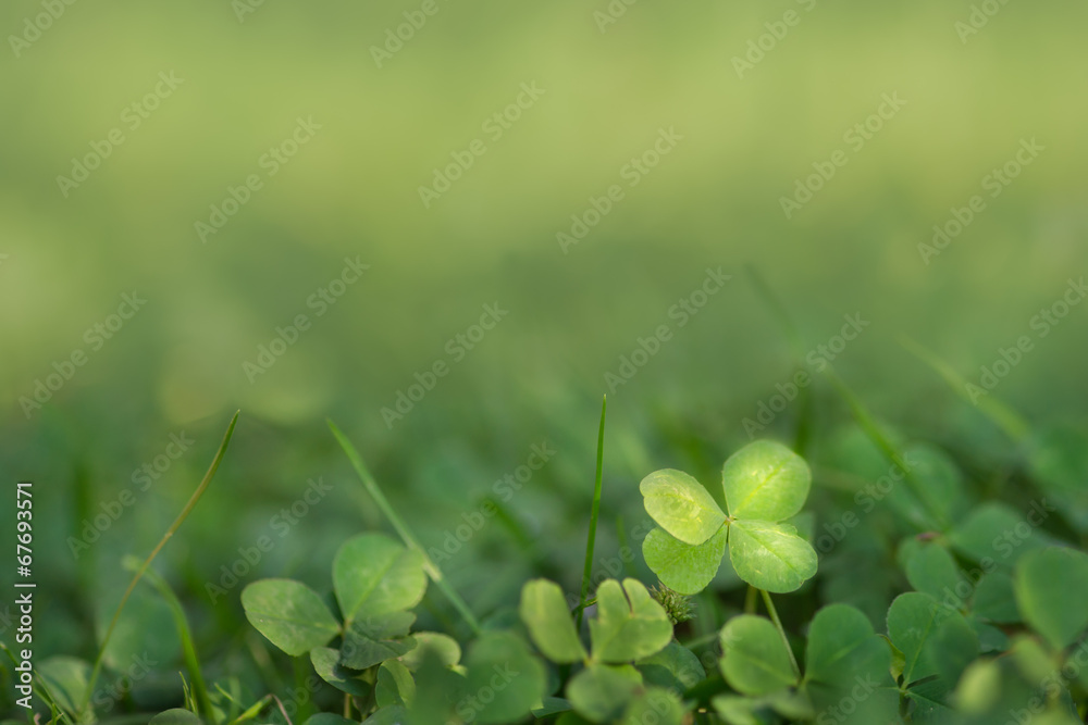 Four leaved fortune clover growing in sunlight on ground Four leaved fortune clover growing in sunlight on ground