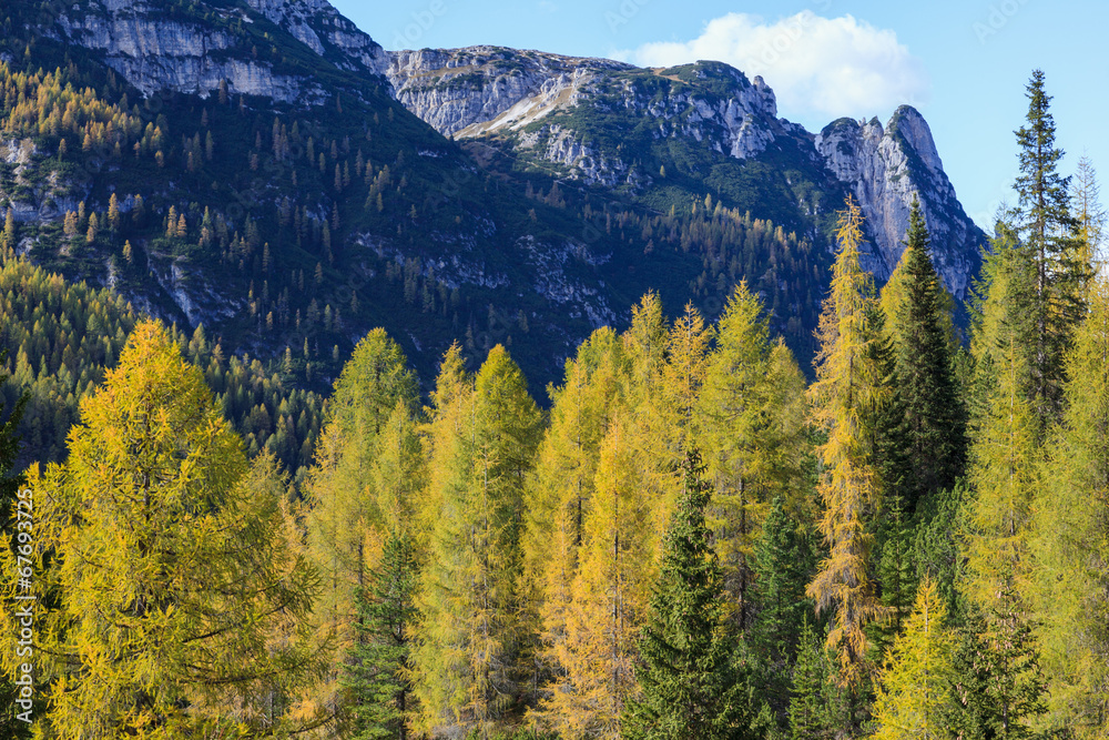Larch tree forest Larch tree forest