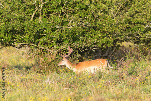 Fototapeta Naklejka Na Ścianę i Meble -  Fallow deer stag