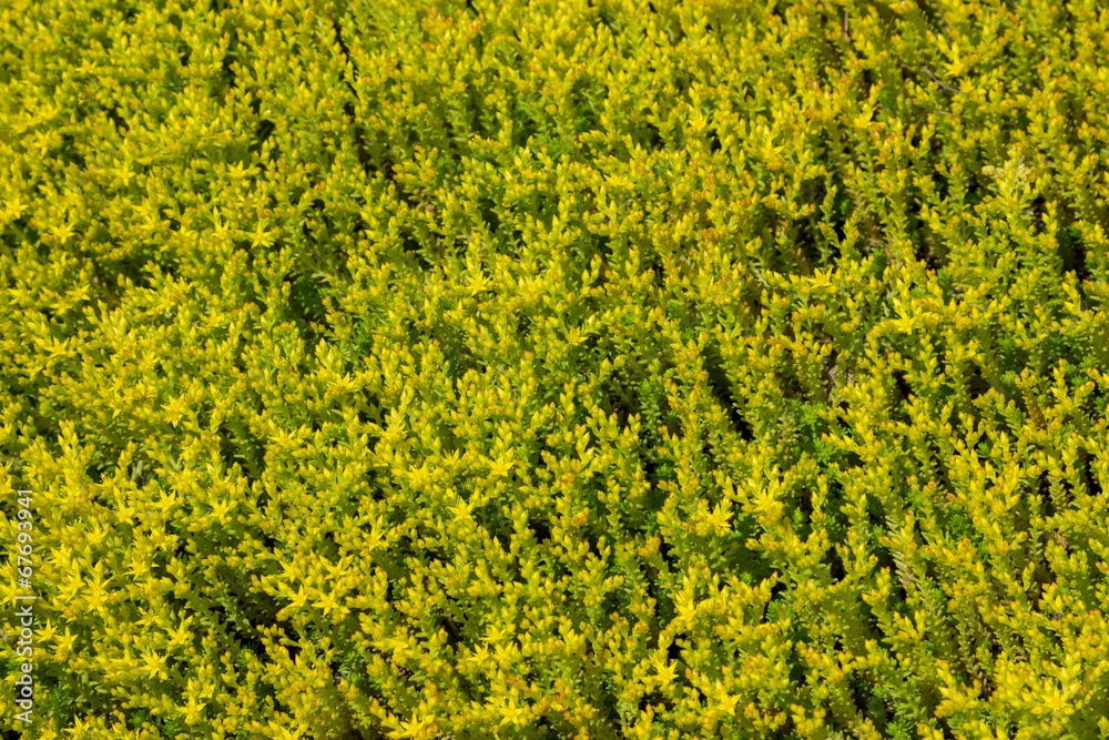 Fototapeta premium yellow flowers