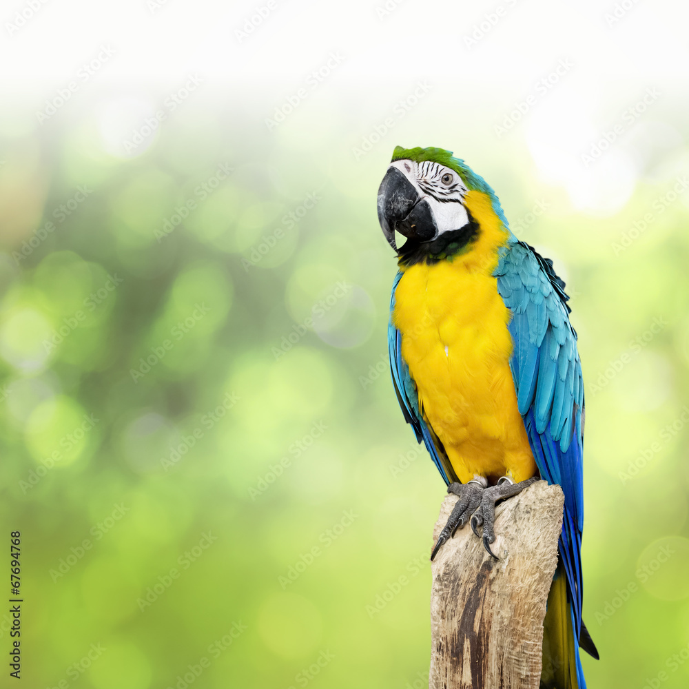 parrot bird sitting on the perch parrot bird sitting on the perch
