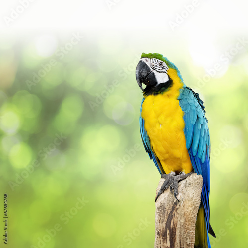 parrot bird sitting on the perch