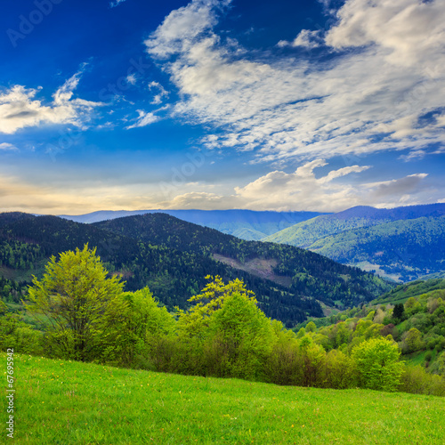 trees near valley in mountains  on hillside © Pellinni