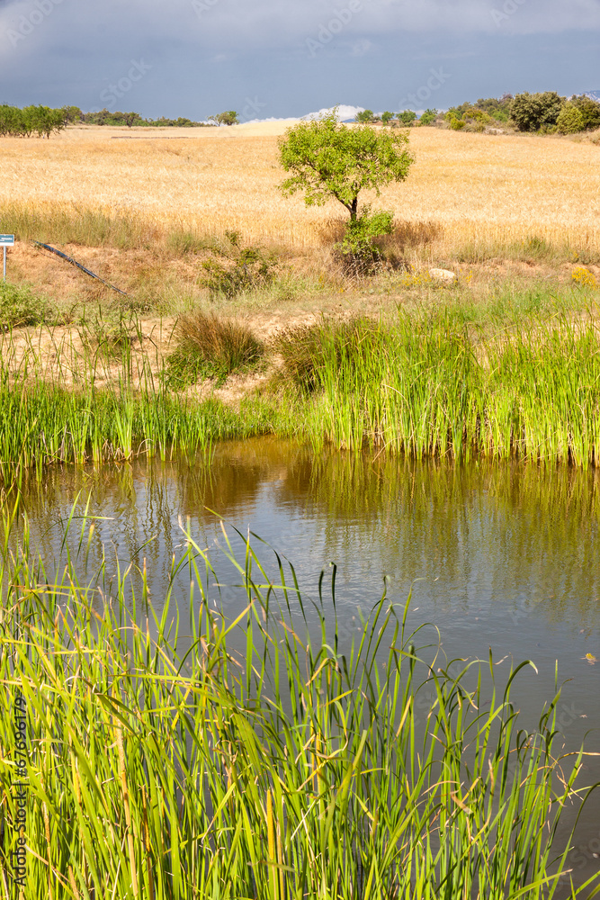 Oat Field, Almond Tree and Pond Landscape Oat Field, Almond Tree and Pond Landscape