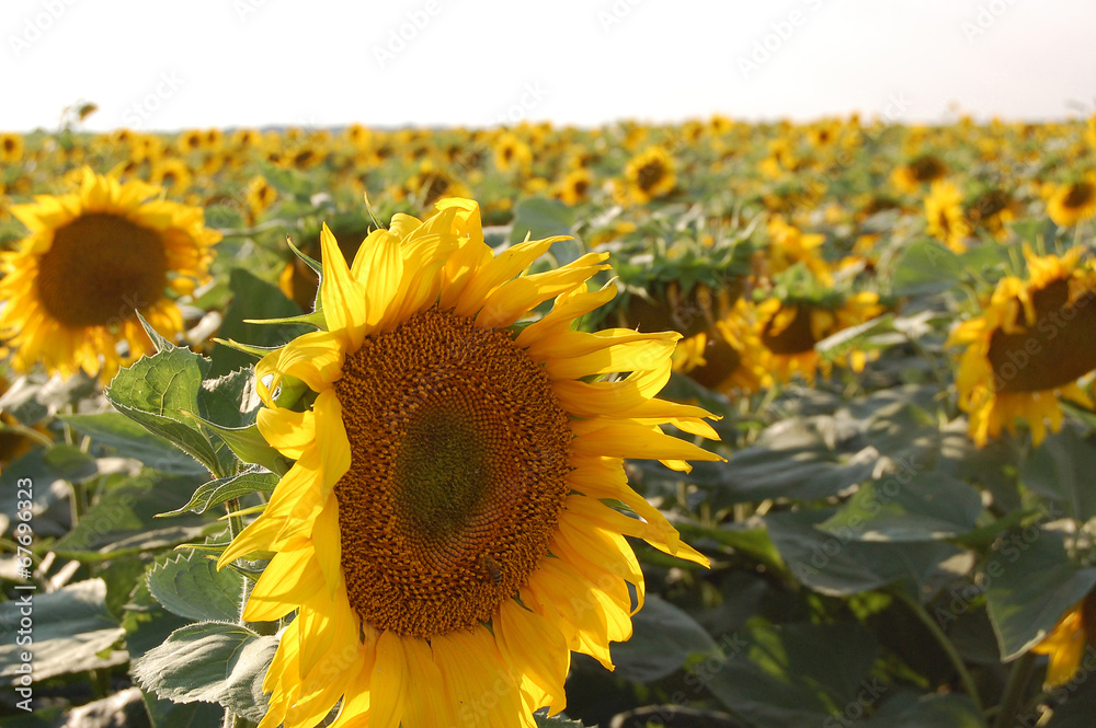 Fototapeta premium Sunflower