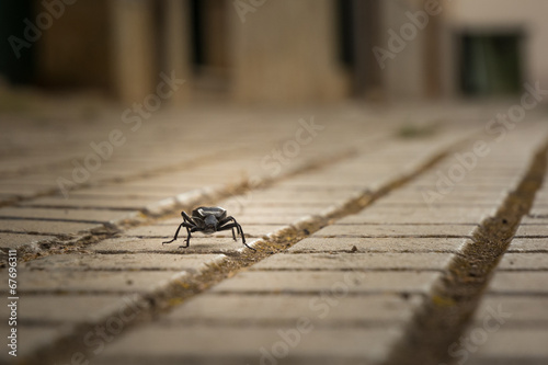 Darkling beetle © ruewi