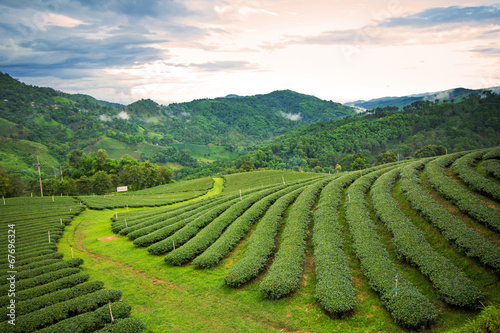 Photos Natural landscape of tea planation on the moutain in Chaingrai p