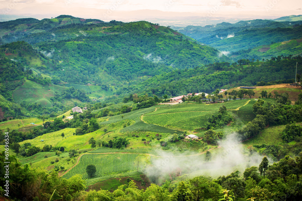 Natural landscape of tea planation on the moutain in Chaingrai p