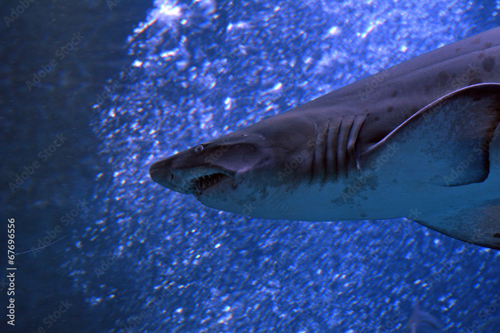 Fototapeta premium Sandtiger shark, Tokyo, Japan