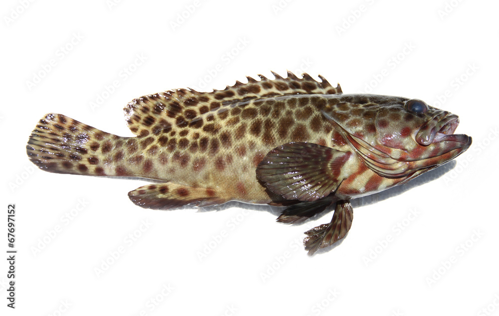 Naklejka premium Fresh grouper fish on white.
