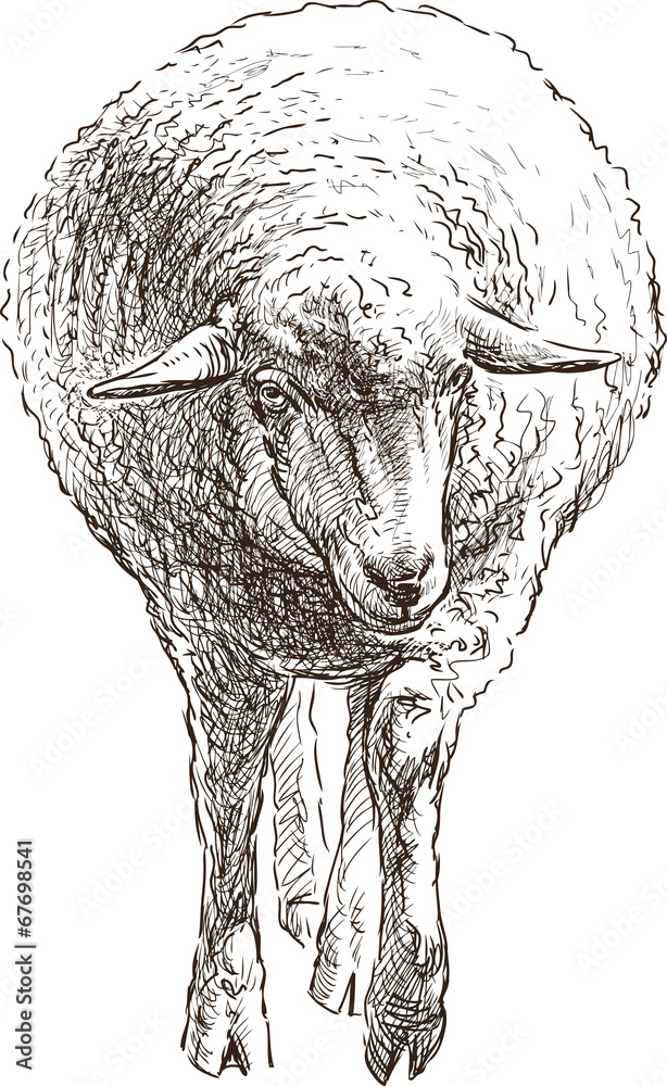 Obraz premium sheep