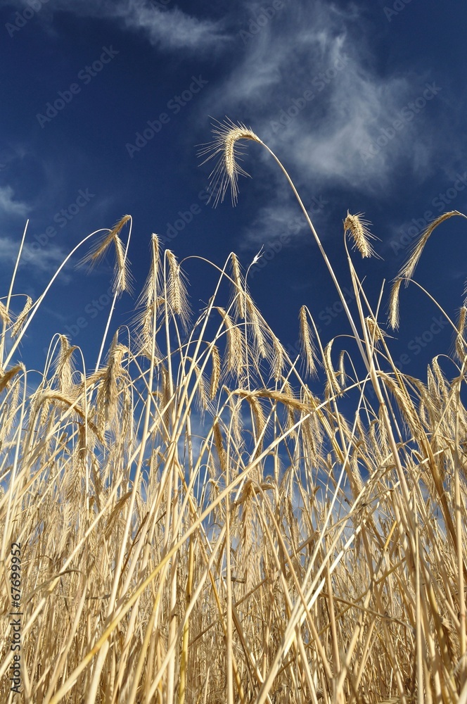 Fototapeta premium Golden wheat field with blue sky