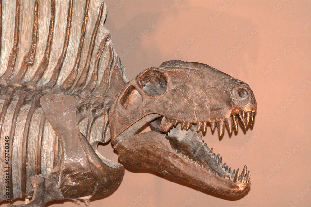 Fototapeta premium Dimetrodon, Tokyo, Japan