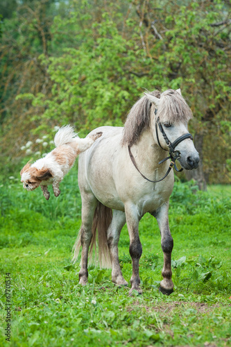 Maltese dog jumps from the back of grey pony