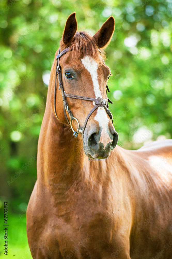 Portrait of red horse in summer Portrait of red horse in summer
