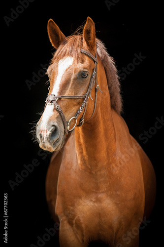 Portrait of red horse on black background © Rita Kochmarjova