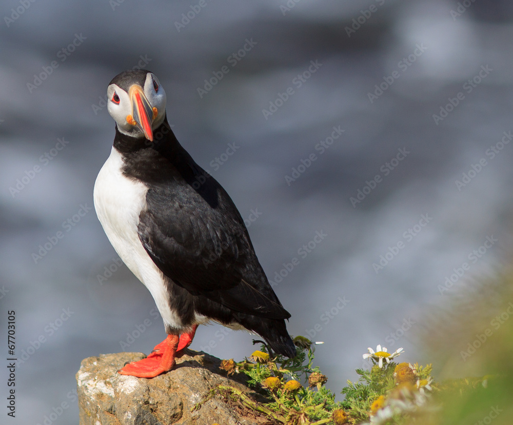Fototapeta premium Atlantic Puffin (Fratercula arctica) on cliff top