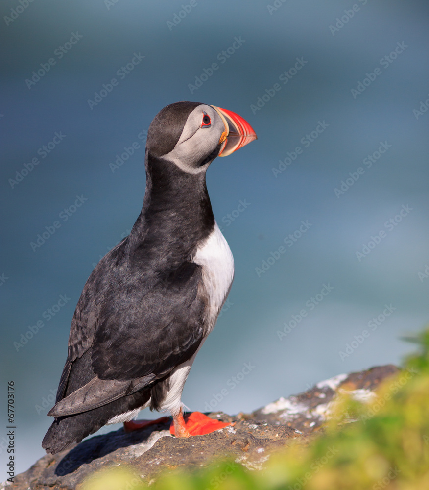 Fototapeta premium Atlantic Puffin (Fratercula arctica) on cliff top