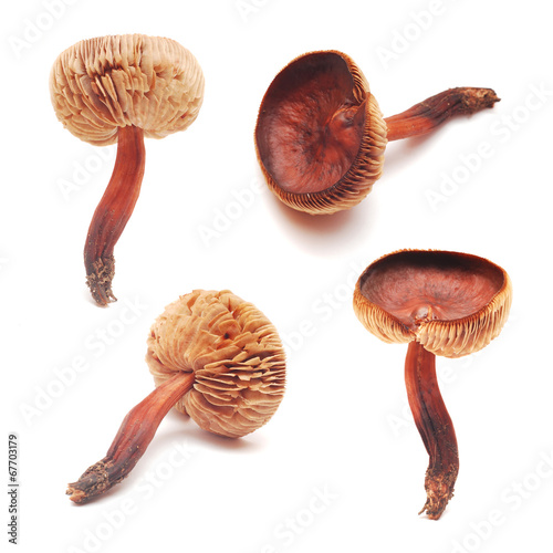 cortinarius mushroom