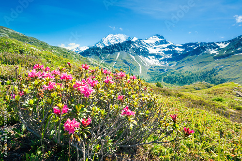 Panorama alps with flowers and high mountains