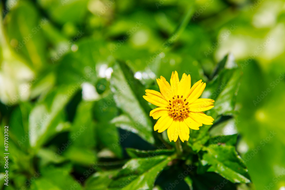Small yellow spring flowers background, close-up Small yellow spring flowers background, close-up