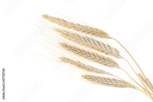 rye ears isolated on white background