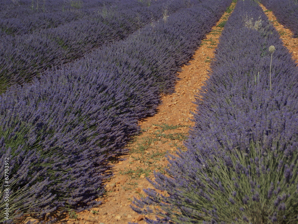 Fototapeta premium lavande