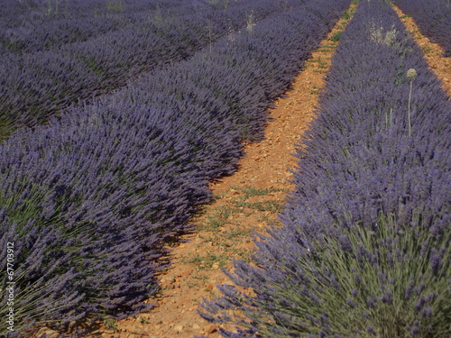 Fototapeta Naklejka Na Ścianę i Meble -  lavande