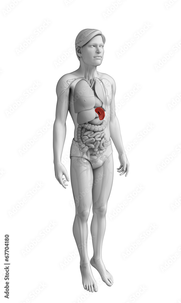 Male spleen anatomy