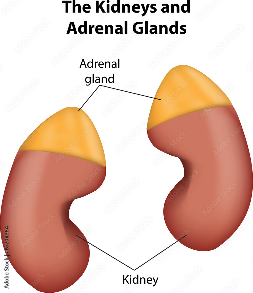 Adrenal Glands and Kidneys labeled Diagram Stock Illustration Adobe Stock